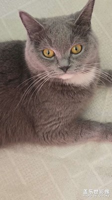 【家有萌寵】灰寶一周歲啦