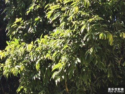 【光影里的尋找】+光芒萬丈