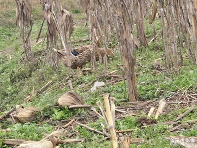 【光影里的尋找】+鄉(xiāng)村生活