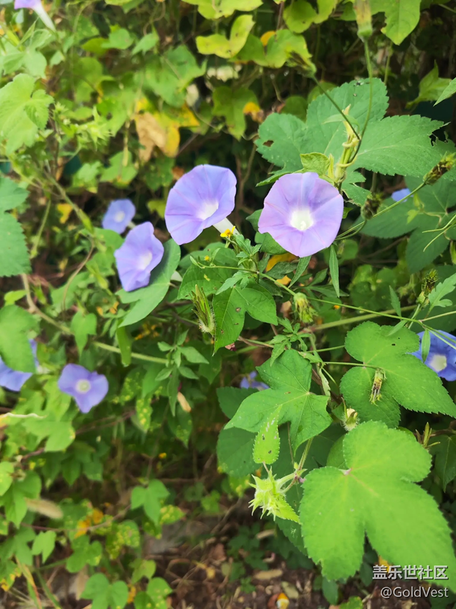【初秋】秋雨綿綿