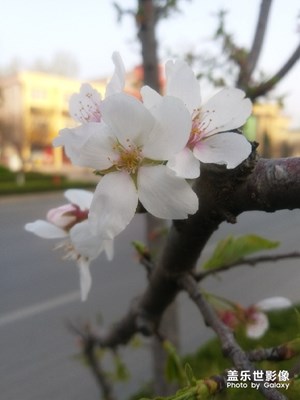 春花爛漫