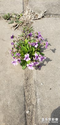 【中國最美瞬間】+路邊花