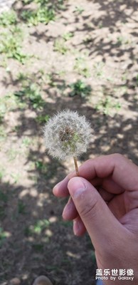 【中國最美瞬間】+蒲公英
