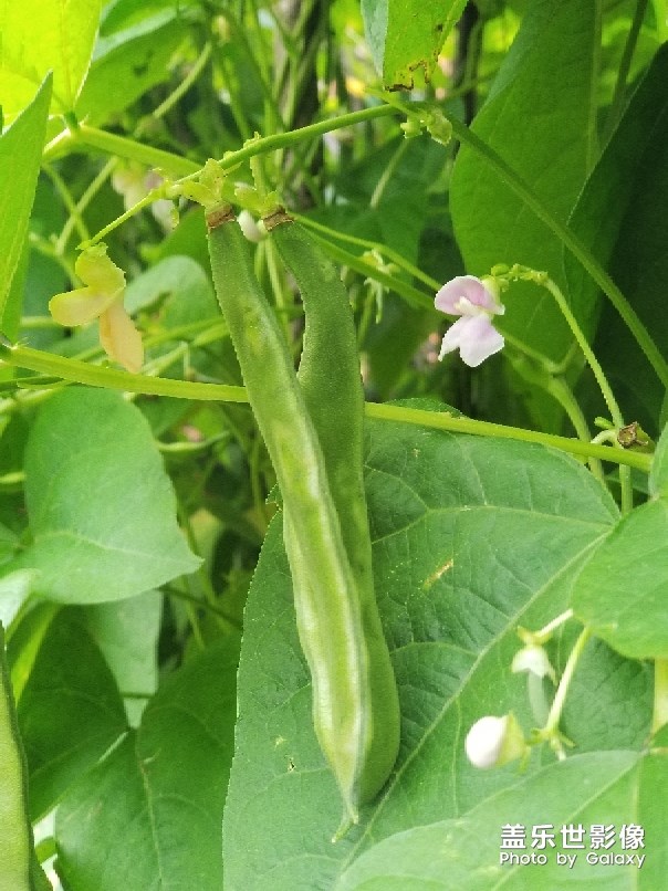 食材