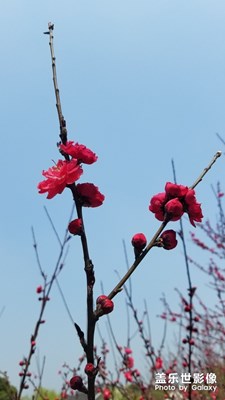 人面桃花相映紅。