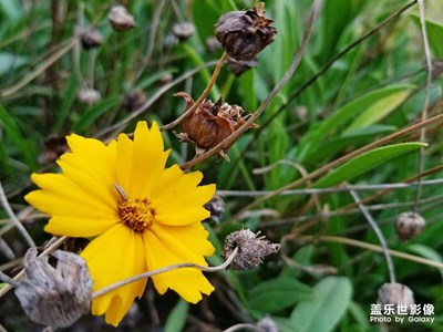 花開花落