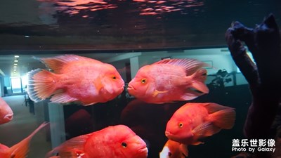 【嘟嘟魚】
