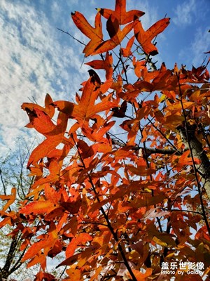 【為中國添色】又見金秋紅葉和銀杏 （大眾組）