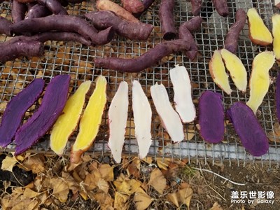 地瓜曬干。。。