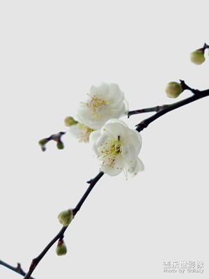 梅·香