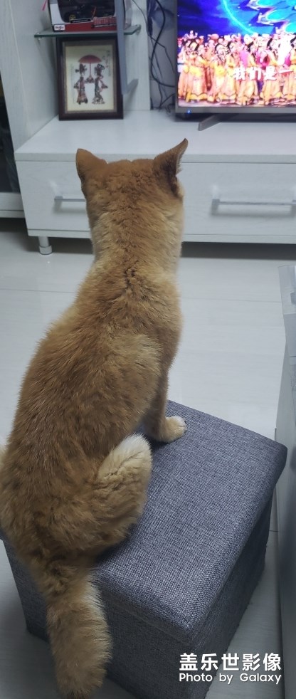 看電視