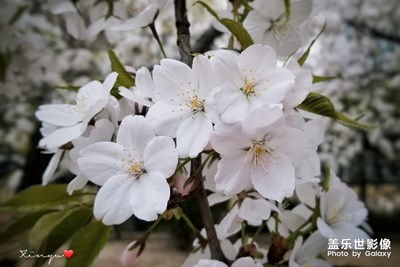 【風(fēng)光之美】+春花