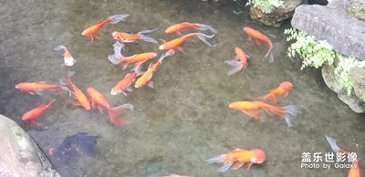 【四月你好】+ 詩中有四月，歲月暗生香