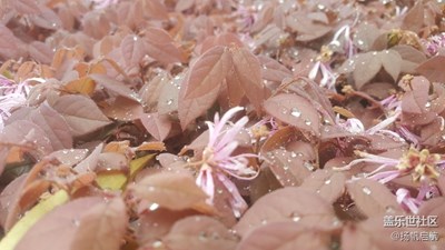 這是什么花，長得像塑料一樣