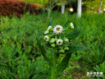 【陽(yáng)光的味道】+陽(yáng)光下的花花草草