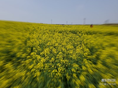S10plus拍的油菜花。陰天拍的！
