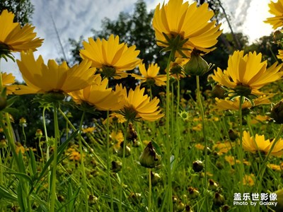 盛開的花兒