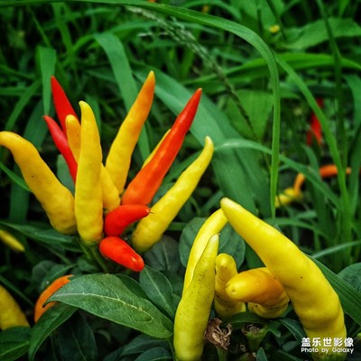 花仙子