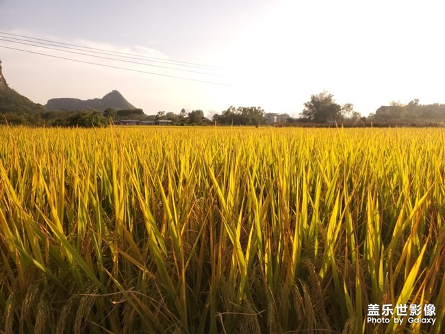秋收和美味都不能錯過