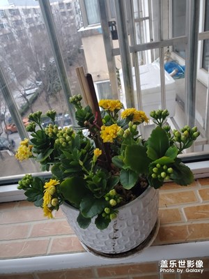 長壽花
