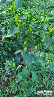 菜地隨拍