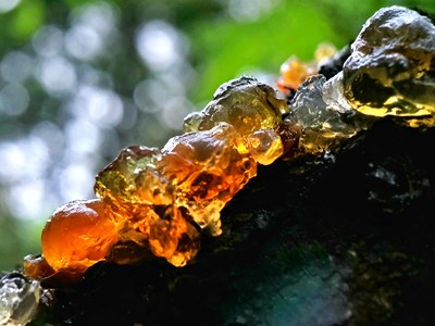 【我的腳步】+雨中尋覓“桃花淚”