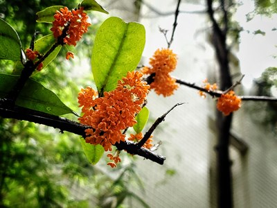 【天下秋】+八月桂花香滿園