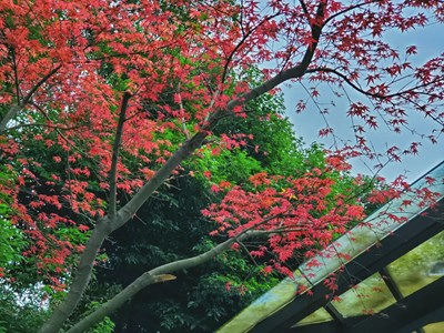 【天之秋】+秋不遲暮惹人醉