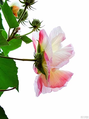 【 假日麗影 】+芙蓉國(guó)里盡朝暉