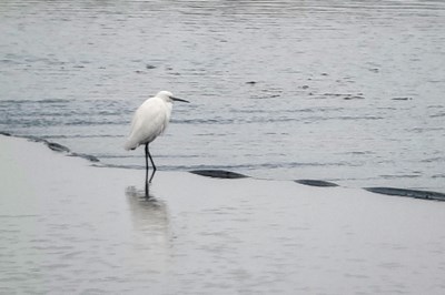 【我生活的地方】+秋游巧遇白鷺飛