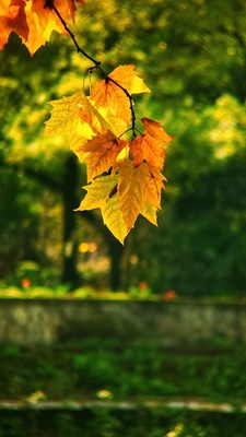 【多彩深秋】+暖陽(yáng)蘊(yùn)秋色