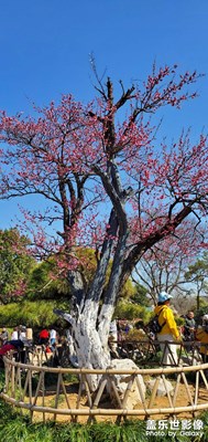梅花山觀梅