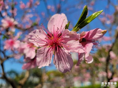 S21+公園隨手拍