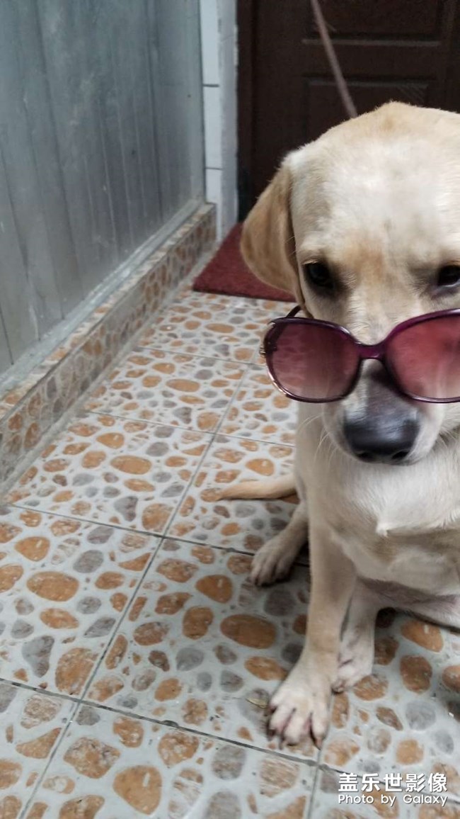 狗狗
