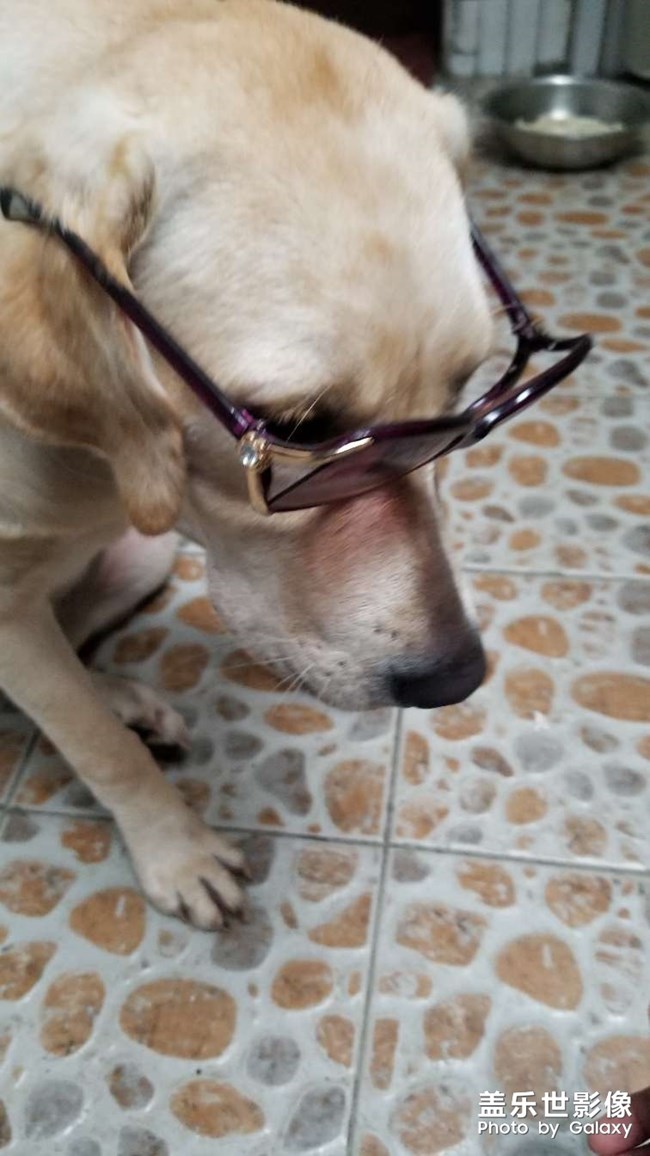 狗狗