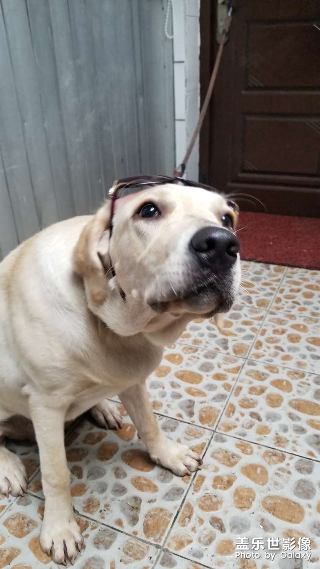 狗狗