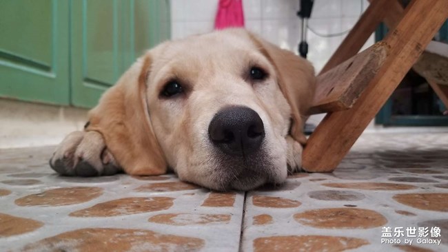狗狗