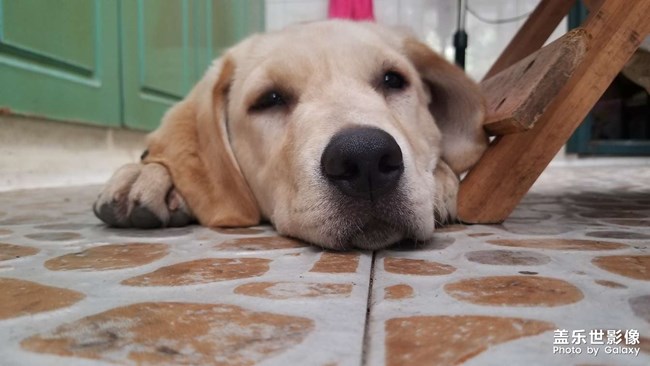 狗狗