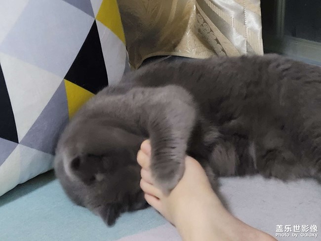 貓