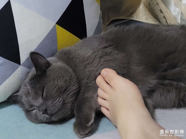 貓