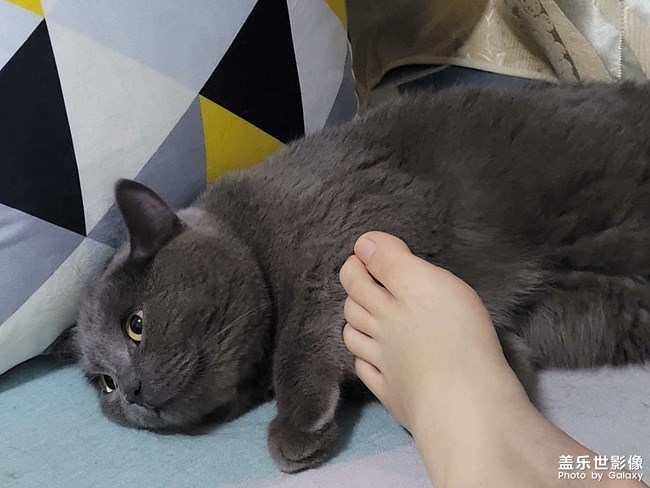 貓