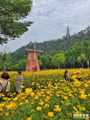 51順峰山公園花海