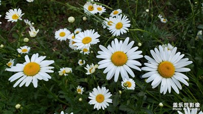 【留住精彩】+花卉特寫(xiě)