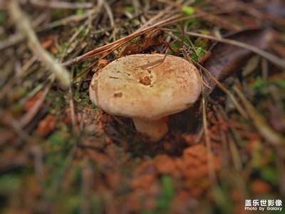【靜默時(shí)光】野生菌大集合