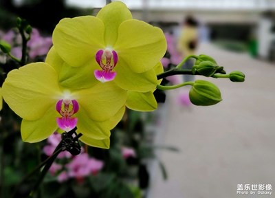 最美蝴蝶蘭