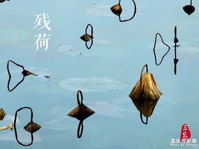 殘荷之美