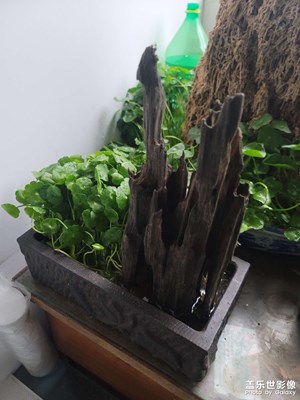 銅錢草銅錢草銅錢草銅錢草夠十字不。