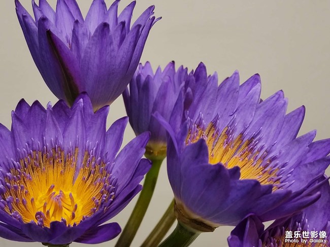 今天是花花??