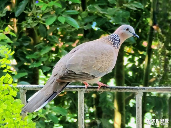打鳥（迫真）