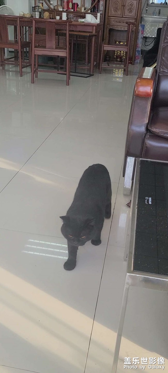 小腦斧